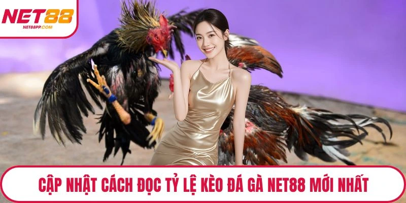 Cập nhật cách đọc tỷ lệ kèo đá gà NET88 mới nhất