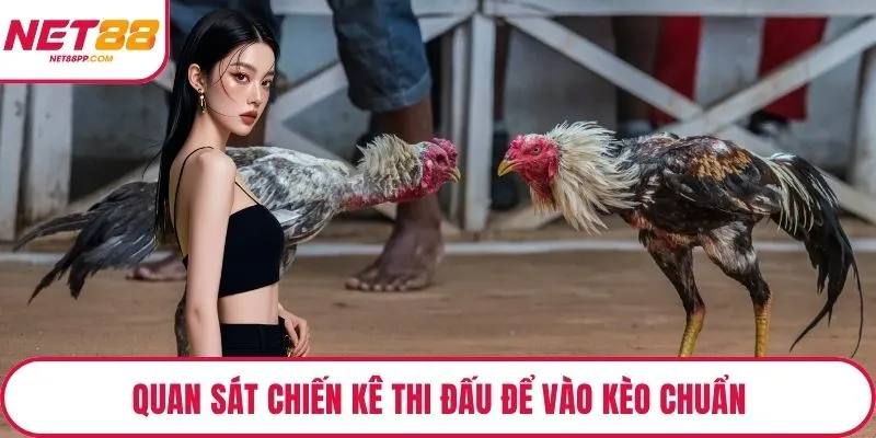Quan sát chiến kê thi đấu để vào kèo chuẩn