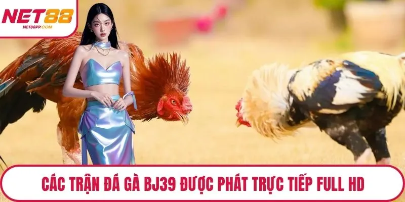 Các trận đá gà BJ39 được phát trực tiếp Full HD