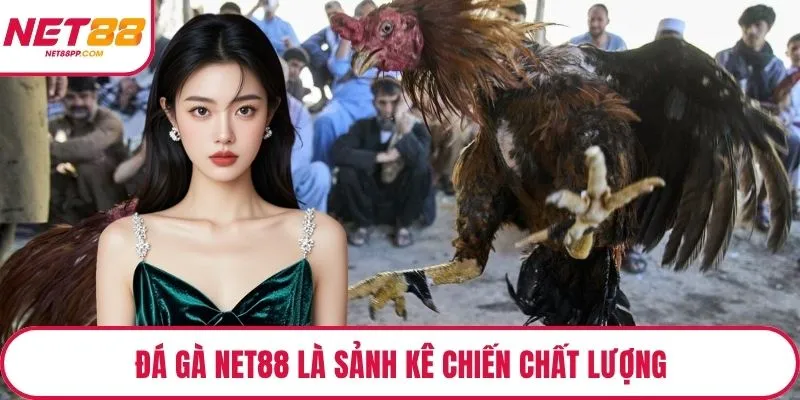 Đá Gà NET88 là sảnh kê chiến chất lượng
